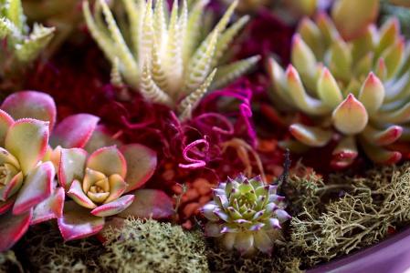 ע¾ҵ̬ְҵѡ չǰ